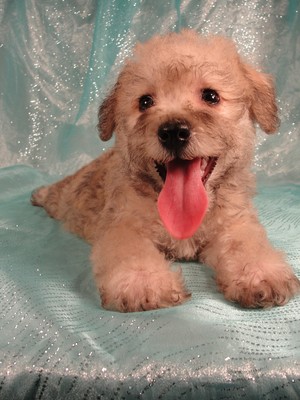 Female for sale|Schnoodle puppies|8 weeks old|Iowa Breeder